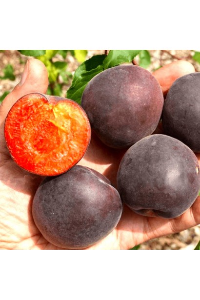 Плід абрикоса Чорний Персиковий у розрізі — помаранчева м’якоть